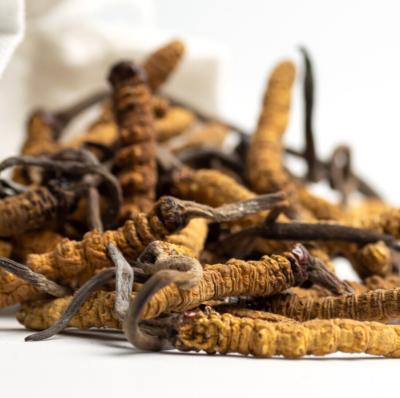 Buy Yarsagumba Online | Health Benefits and  Uses - Sri Herbal